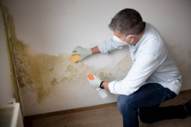 Best Mold Odor Removal Services  in Deville, AL