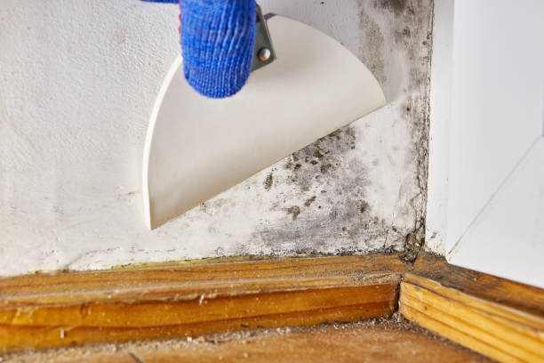  Deville, AL Mold Removal Pros